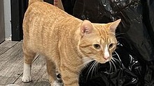 Meet the Orange Tabby of an East Harlem Bodega
